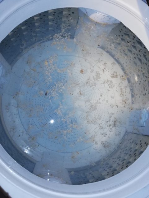 洗濯槽の汚れの写真